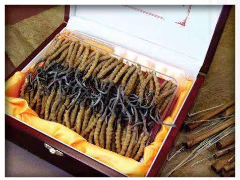 清溪镇冬虫夏草回收